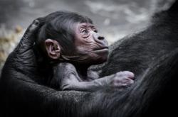 Zázrak v Pavilonu goril v pražské zoo se má čile k světu