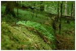 Boubínský prales - přírodní rezervace