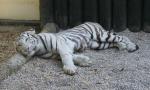 Zoologická zahrada Liberec 1