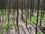 Pracejovice 2