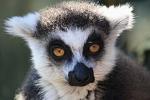 Zoologická zahrada Praha 6